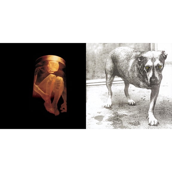 Nothing Safe: Best Of The Box & Alice In Chains [CD Bundle]