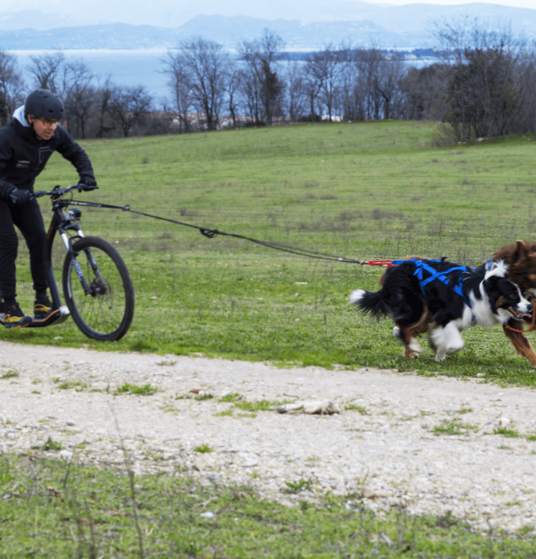 Tug Line With Bungee Leash