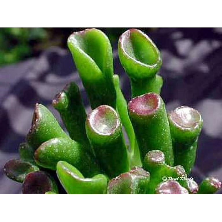 plant portulaca seeds Portulaca Seeds For Planting, Double Blend (Moss Rose) Seed Needs  Seed  Needs LLC