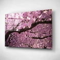 thumbnail image 2 of Epic Art 'Cherry Blossom Tree Panorama' by Nicklas Gustafsson Acrylic Glass Wall Art, 24"x16", 2 of 4