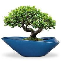 stillaflora 18 inch Ceramic Blue Shallow Bonsai Planter - Wide Decorative Plant Pot for Ficus Bonsai, Succulents & Indoor Plants