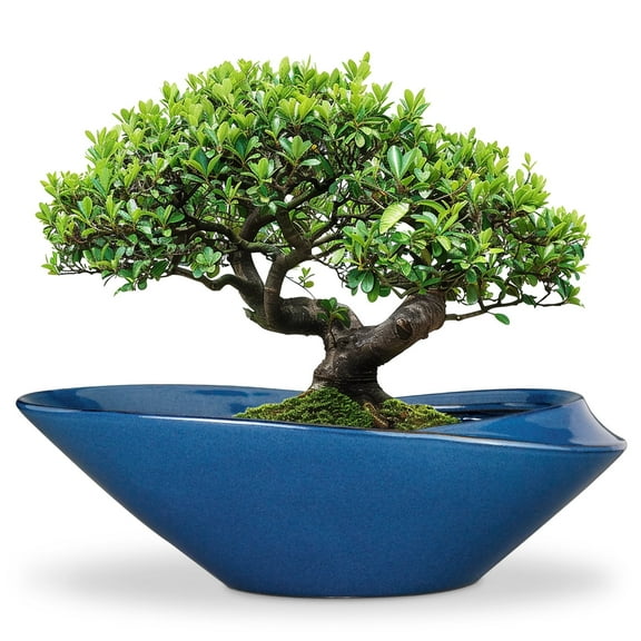 stillaflora 18 inch Ceramic Blue Shallow Bonsai Planter - Wide Decorative Plant Pot for Ficus Bonsai, Succulents & Indoor Plants