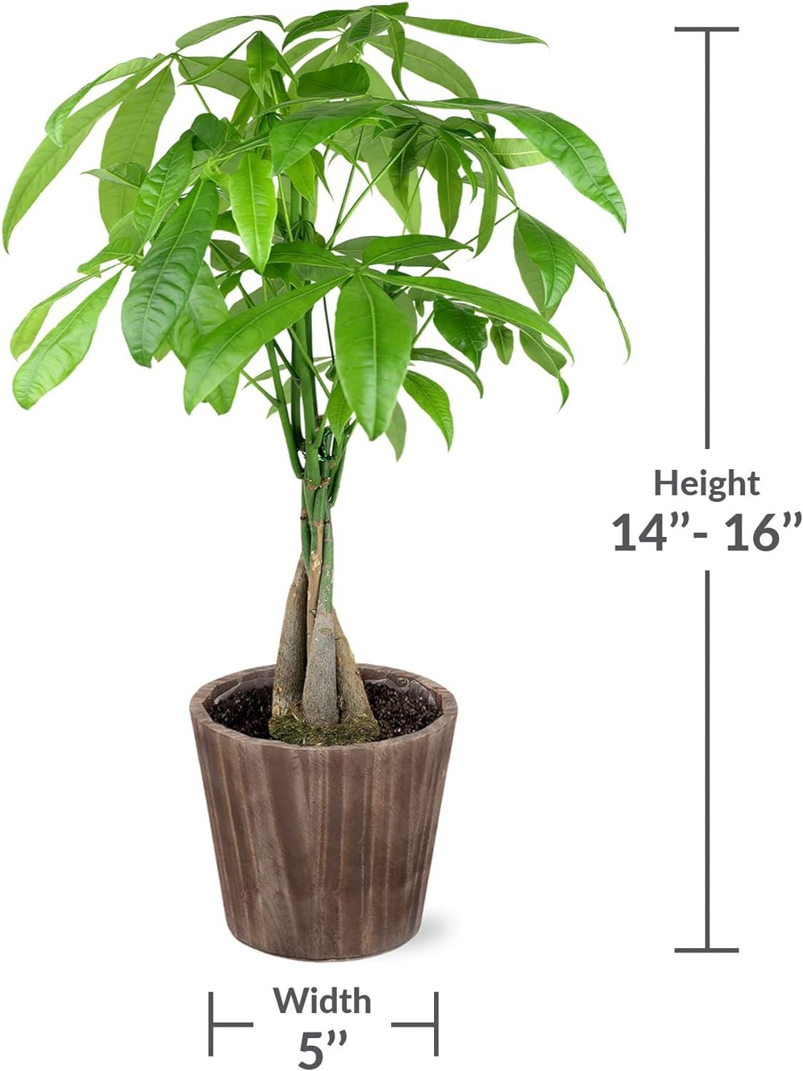 Just Add Ice 14-16" Money Tree Live Plant in 5" Brown Wood Pot, House Plant