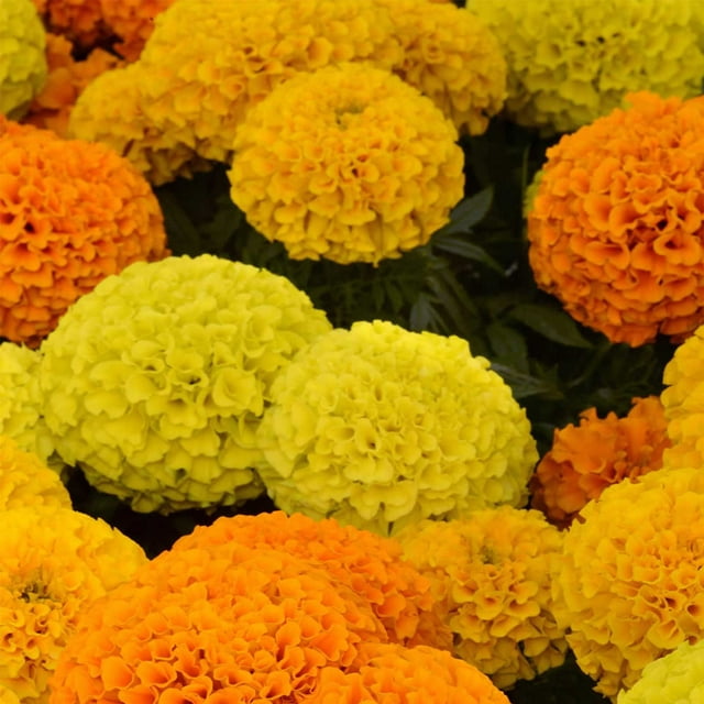 African Marigold Flower Garden Seeds - Taishan Series F1 - Mix - 100 ...