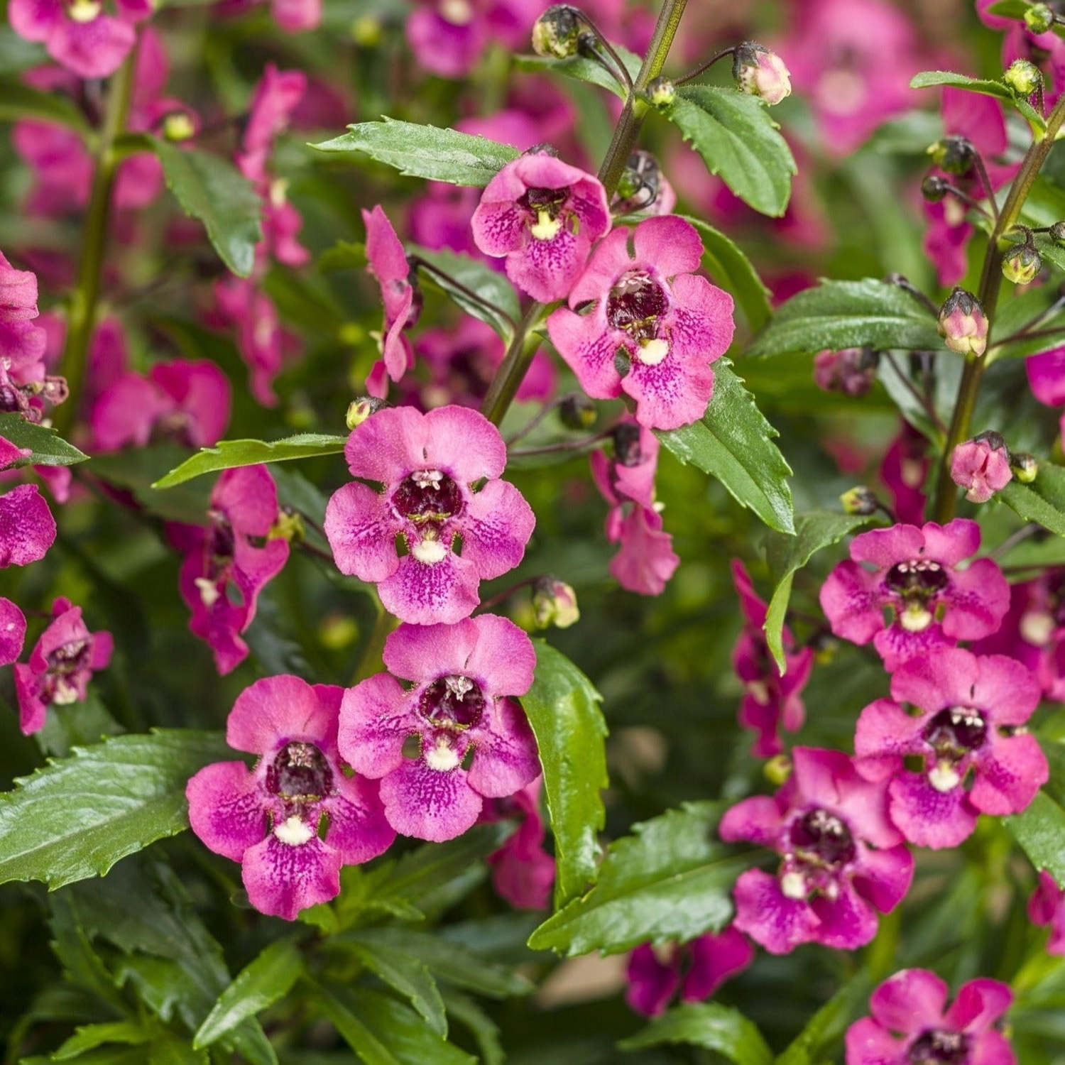 Proven Winners 8" Angelface Perfectly Pink Summer Snapdragon Live Plant in 6.5" Pot