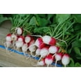 thumbnail image 2 of 750 FRENCH BREAKFAST RADISH Raphanus Sativus Vegetable Seeds, 2 of 4