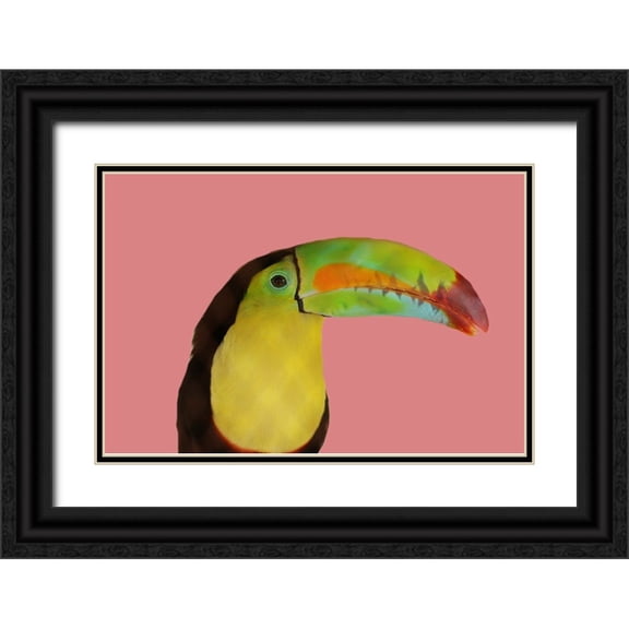 Phillip, Jamie 14x11 Black Ornate Wood Framed with Double Matting Museum Art Print Titled - Toucan