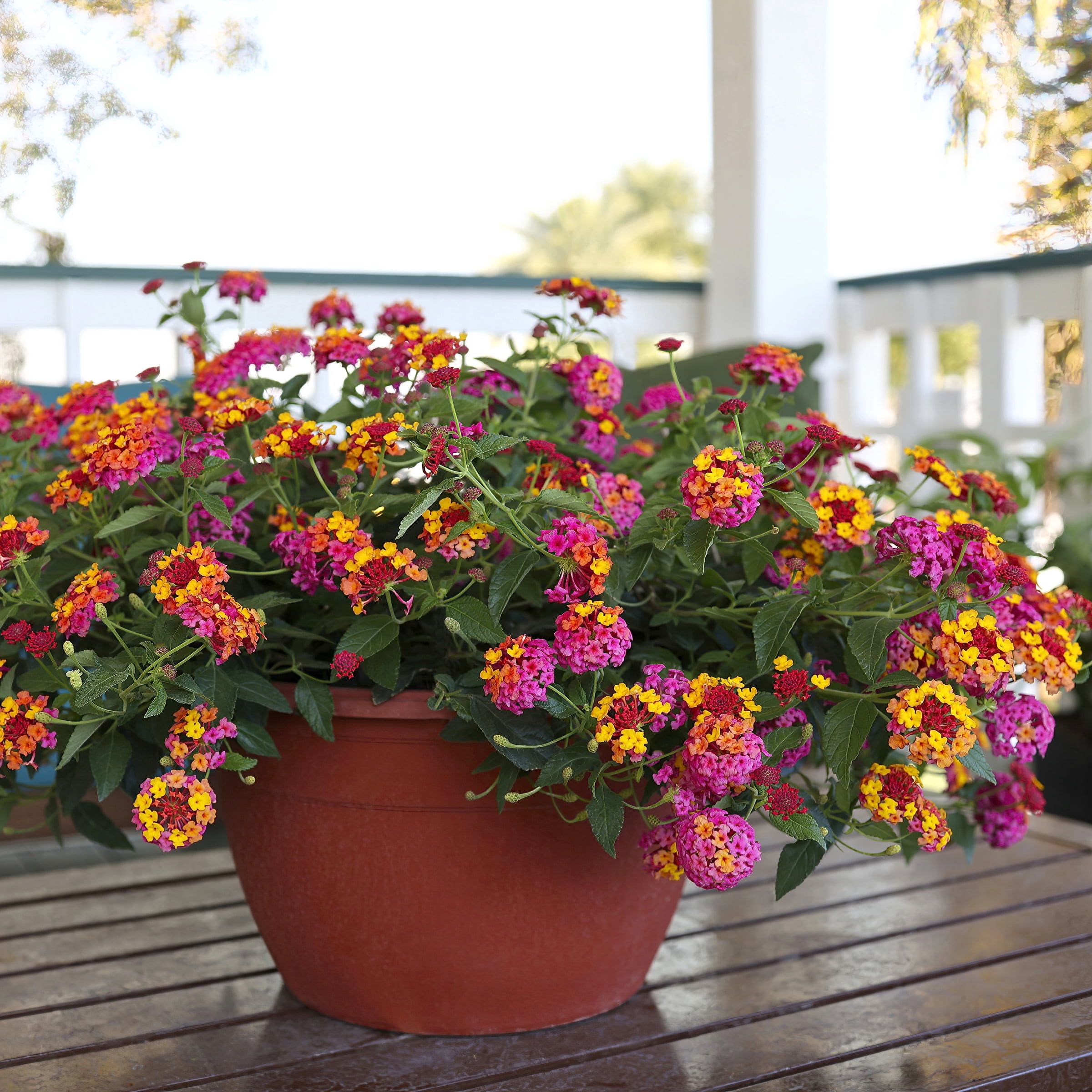 2.5 in. Lantana Bloomify PassionFruit Plant (3-Pack)
