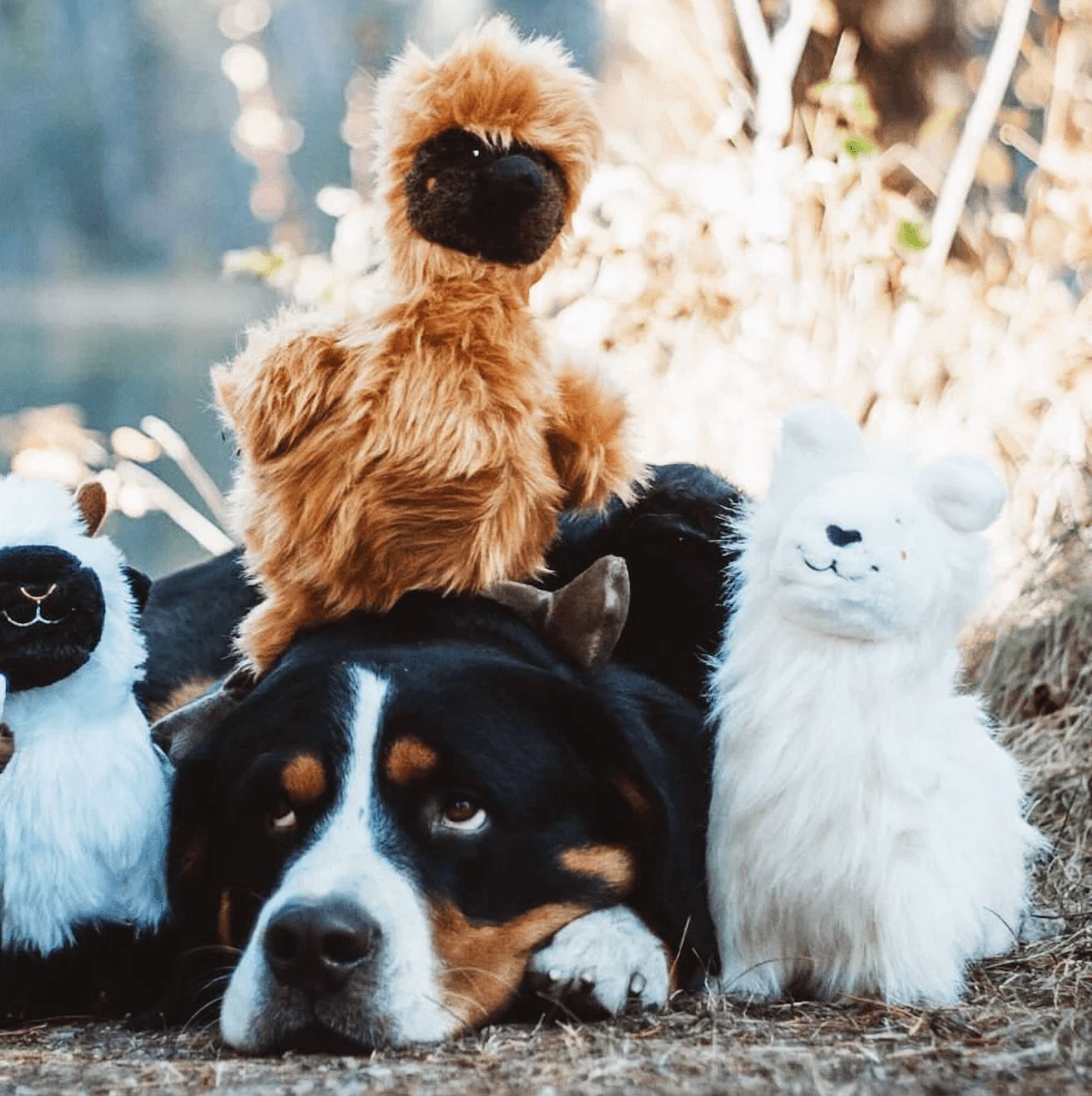 ZippyPaws Wooliez Dog Plush Toy - Interactive Pet Toys, Indestructible Plush Dog Toys, Fun Dog Toys, Enzo The Emu