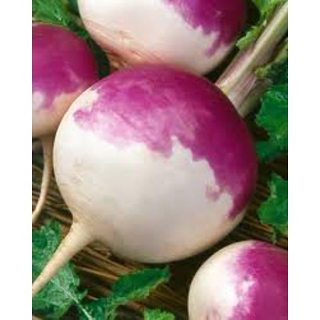 - The Dirty Gardener Brassica Rapa Purple Top White Globe Turnip Seeds, 5 Pounds
