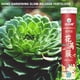 thumbnail image 5 of Tabletas de fertilizante de liberación lenta | Abono en barra para plantas de interior y exterior | Fórmula NPK multiusos | Paquete de 2 para plantas de interior, flores, hortalizas y suculentas, 5 of 8