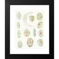 thumbnail image 2 of Charles Atwood Kofoid 14x18 Black Modern Framed Museum Art Print Titled - The Free-Living Unarmored Dinoflagellata Pl 2 (1921), 2 of 5
