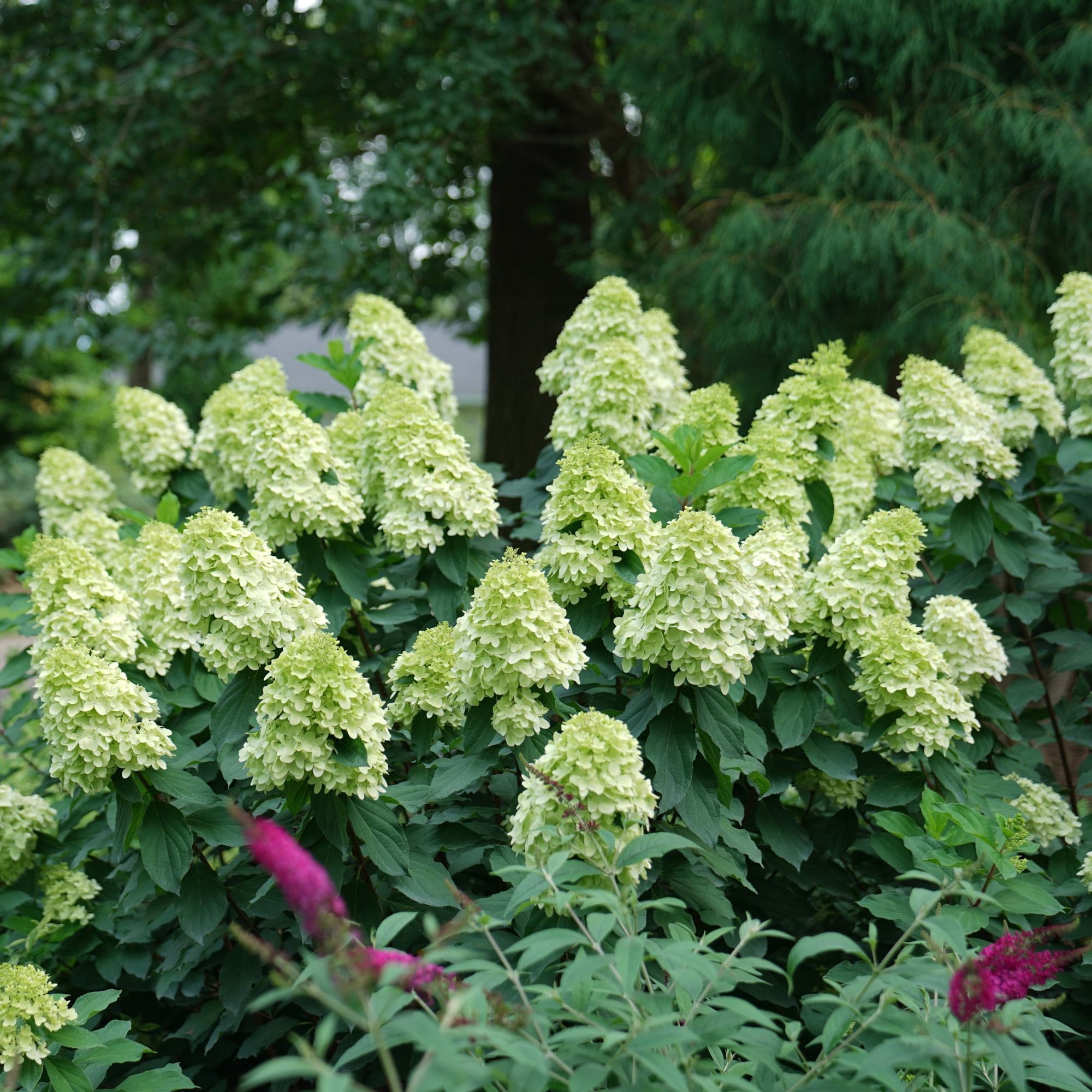 Proven Winners ColorChoice Limelight Prime Hydrangea Live Shrub (5 Gallon)