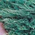 thumbnail image 2 of Juniper Bar Harbor - 3 Live Gallon Size Plants - Juniperus Horizontalis - Drought Tolerant Cold Hardy Evergreen Groundcover, 2 of 9