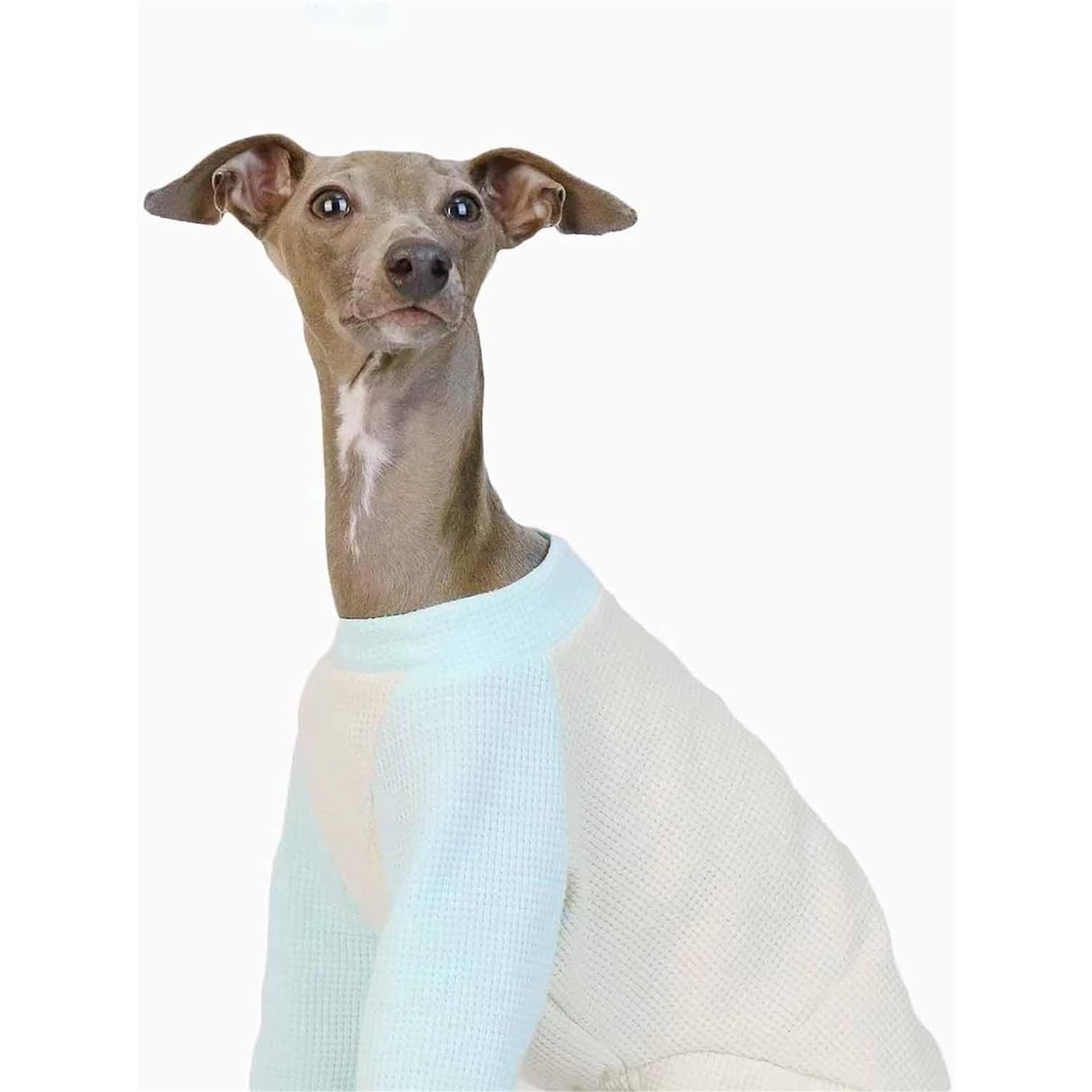 UOSIA Italian Greyhound Clothes Dog Denim Overalls Fashionable Puppy Jean Jacket