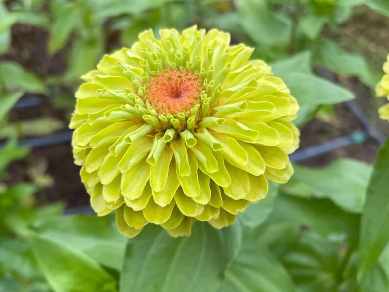 30 Zinnia Seeds -, Open-Pollinated Flower Seeds Mix for Planting