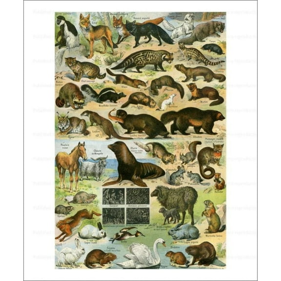 Animals with Fur, Laroussse