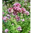 thumbnail image 2 of Oregano Plant- Herb-Origanum vulgare- Live Starter Plant, 2 of 3