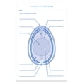 thumbnail image 6 of Chick Life Cycle Exploration Set, 6 of 6