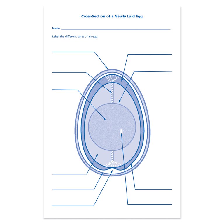 Learning Resources Chick Life Cycle Exploration Set photo 6
