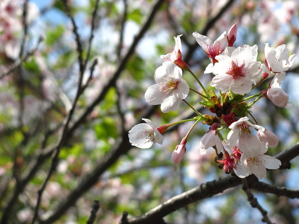 sakura bloom colors