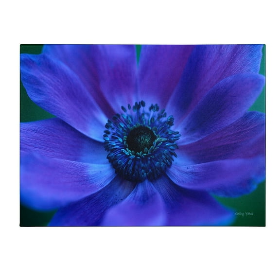 Trademark Fine Art 'Beautiful Anemone' Canvas Art by Kathy Yates