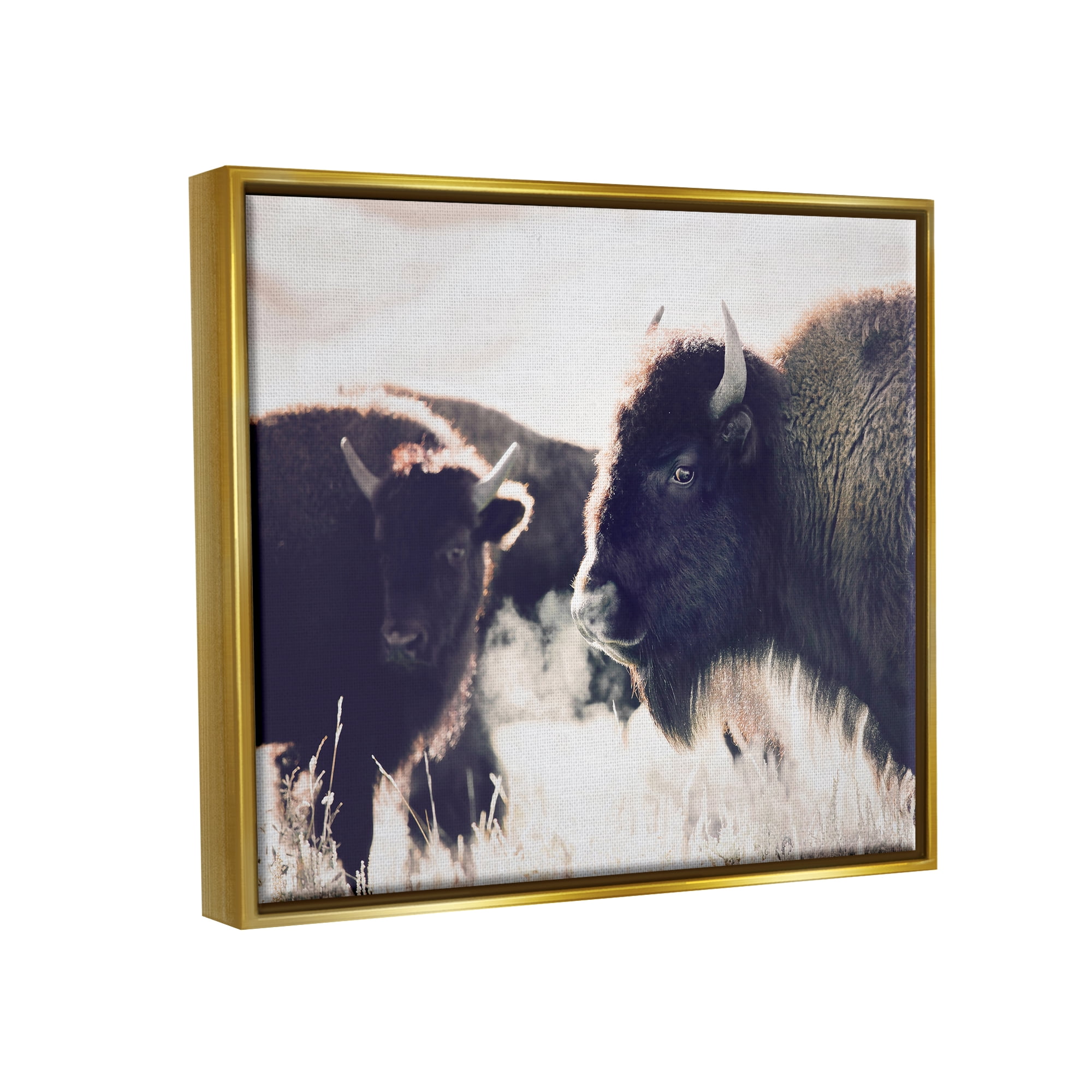 Stupell Industries Bison Gazing in Nature Animals & Insects Photography Gold Floater Framed Art Print Wall Art, 31 x 25