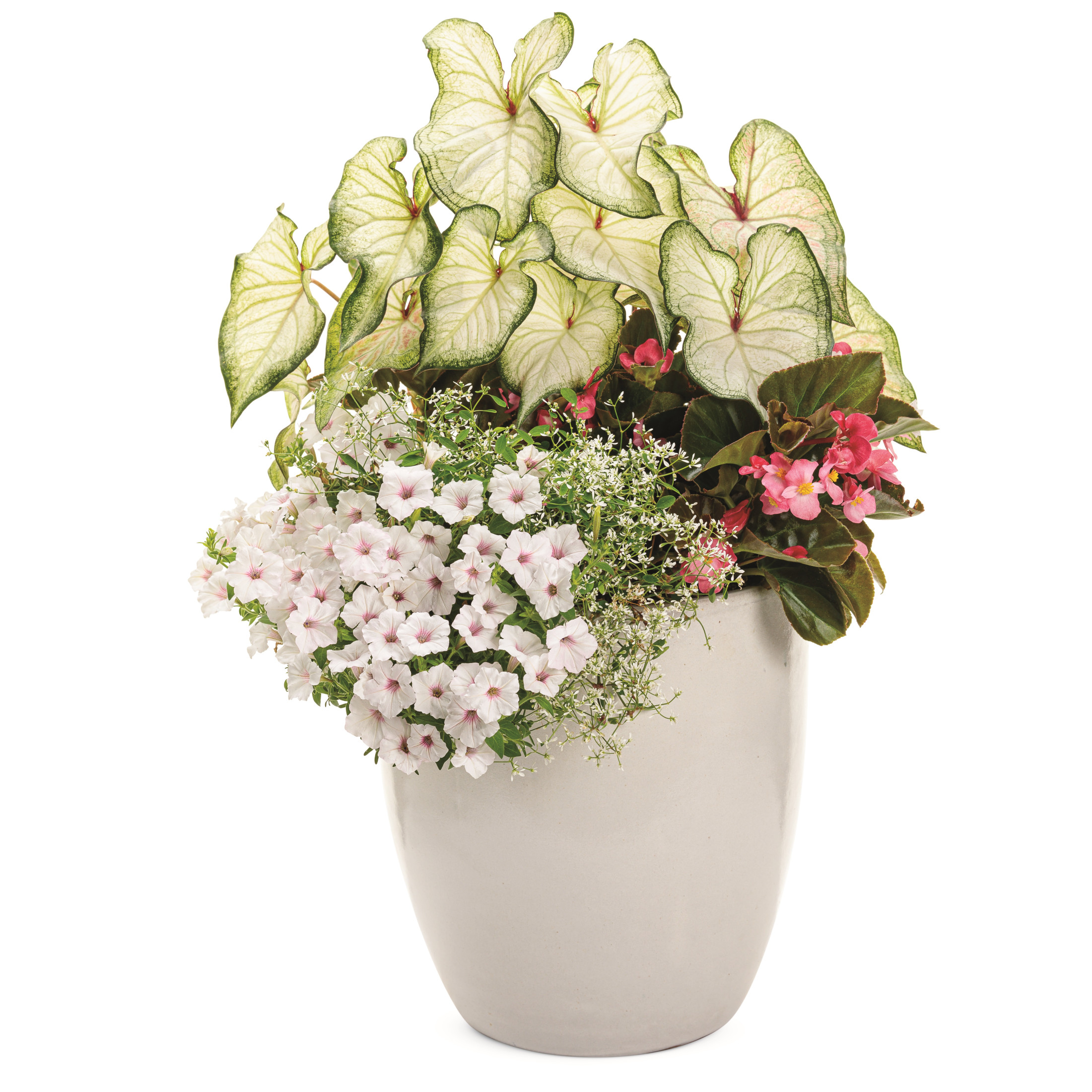 Proven Winners 4" Pink Surefire Rose Begonia Live Plant in 4.25" Pot (4 Count)