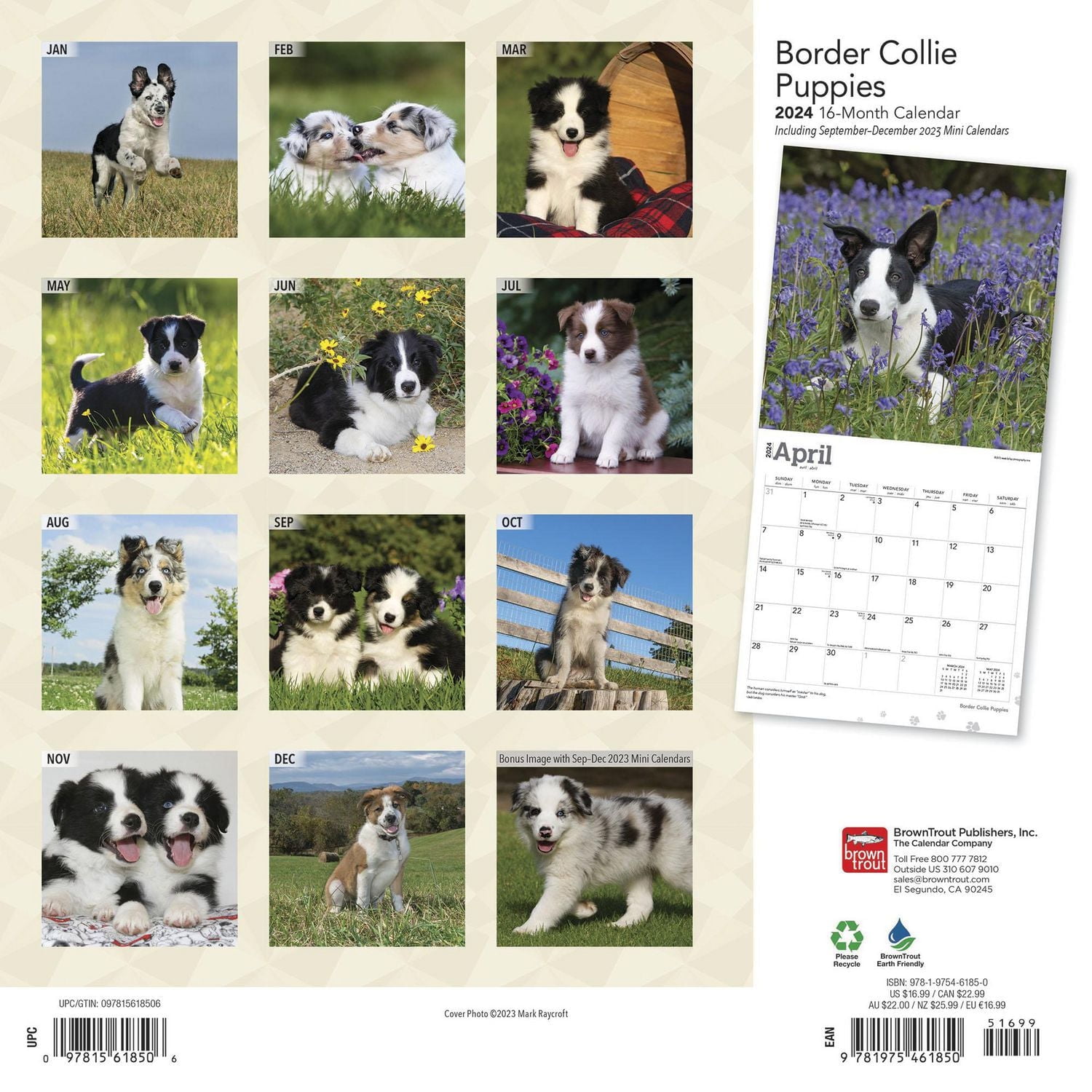 BrownTrout Border Collie Puppies 2024 Mur Carré 30.48x60.96 CM, 9781975461850
