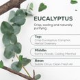thumbnail image 2 of Aceite esencial AROMA COUNTRY Eucalyptus 100% orgánico puro 120 ml, 2 of 7