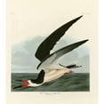 thumbnail image 3 of Audubon, John James 20x22 Black Modern Framed Museum Art Print Titled - Black Skimmer, 3 of 5