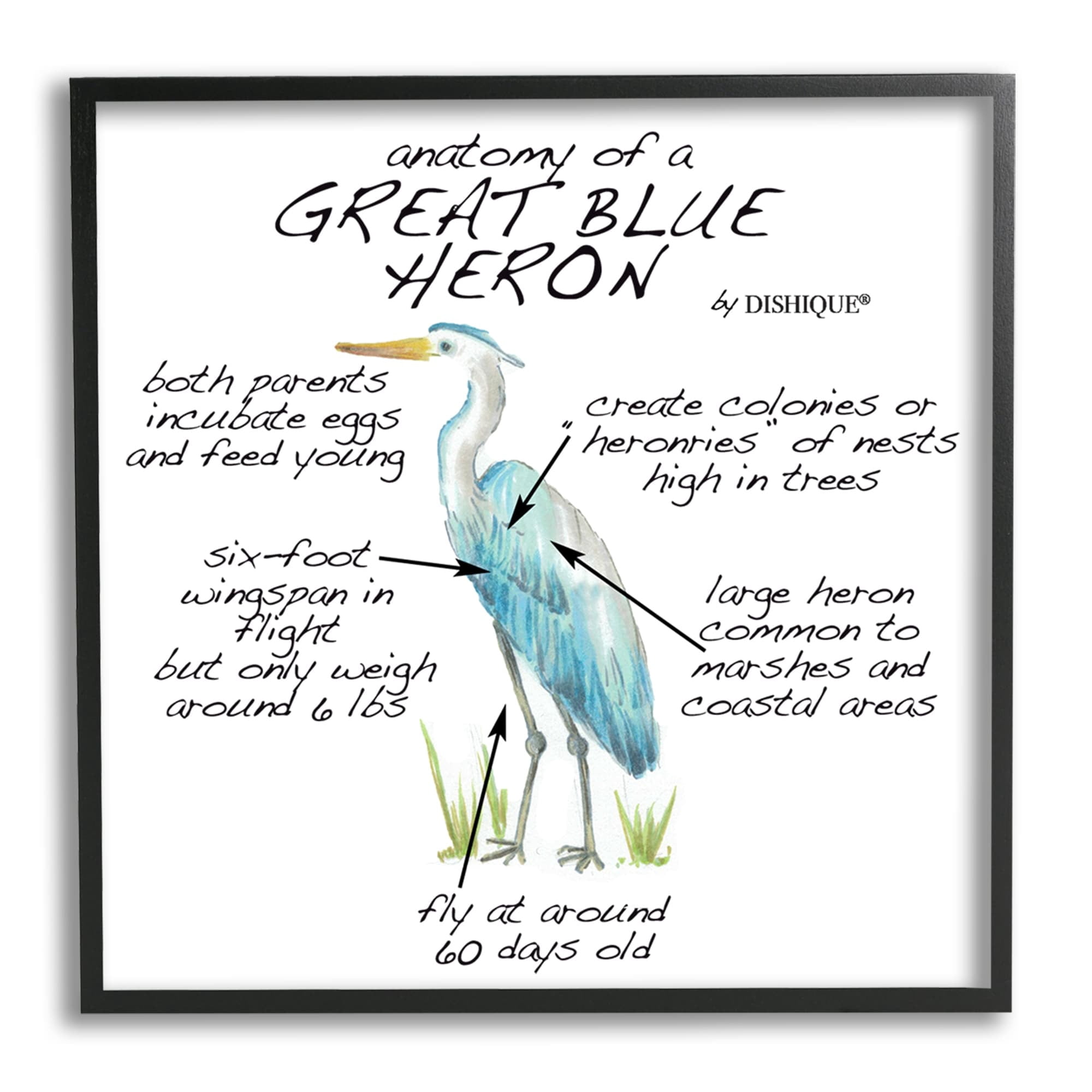 Stupell Industries Great Blue Heron Bird Learning Diagram Wildlife Facts Graphic Art Black Framed Art Print Wall Art, Design by Dishique