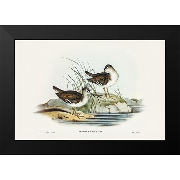 Gould, John 14x11 Black Modern Framed Museum Art Print Titled - Fairy Sandpiper-Actitis empusa