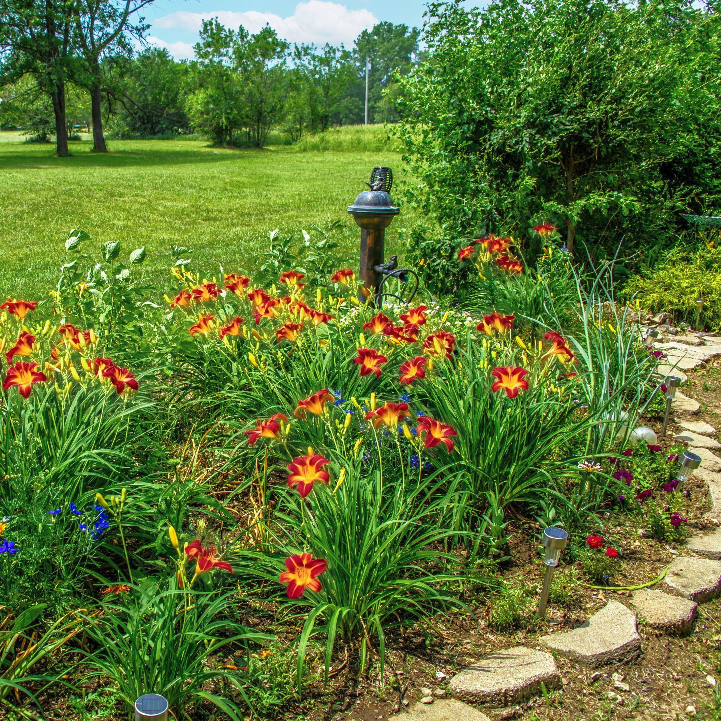 National Plant Network Bare Root Daylily Autumn Red (5-Pack)