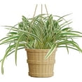 thumbnail image 3 of czcpp-2 Packs Artificial Spider Plant Large 23.6In Fake Greenery Plants UV Resistant Outside Faux Plants Bushes for Indoor Table Outdoor Planter Decor (2), 3 of 4