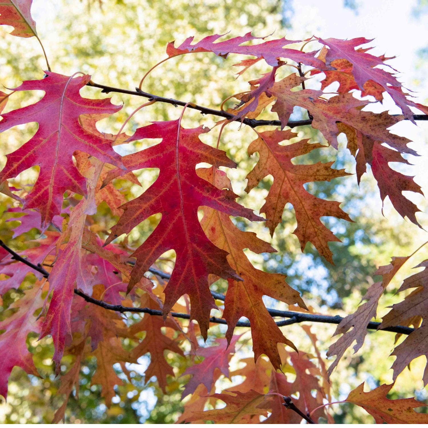 Expert Gardener 2-3' Oak Scarlet Letter™ Live Tree in 1 gal. Grower Pot