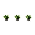 thumbnail image 1 of kurtrusly Realistic Artificial Succulent Low Maintenance Elegant Easy To Clean Artificial Money Tree In Pot new whitebabysbreath 3Set, 1 of 6