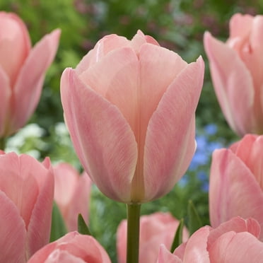 Van Zyverden Tulips Mystic van Eijk Set of 12 Bulbs, Pink, Partial Sun, Perennial