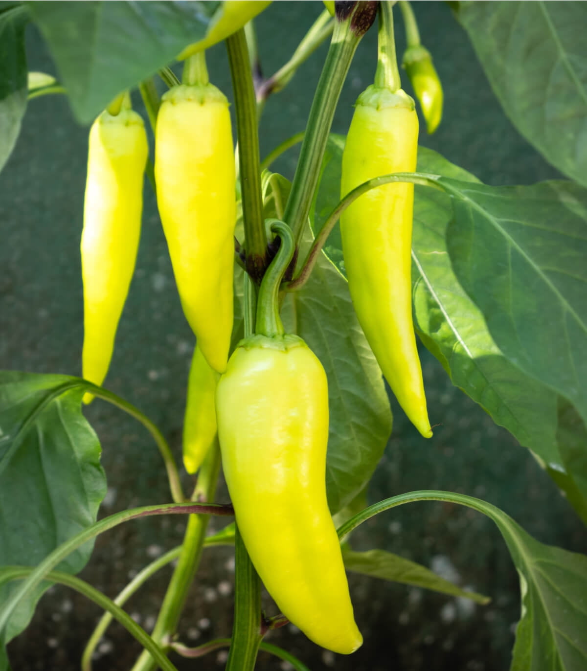 Earthcare Seeds Sweet Banana Pepper 100 Seeds (Capsicum Annuum