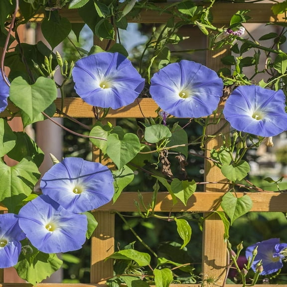 Flower Seed - Heavenly Blue Morning Glory Seeds - 1 LB