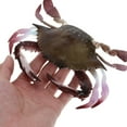 thumbnail image 5 of LOLIPPYY Educational Tool Crab Toys for Swimming Pool Decoration PVC Multi 1Set, 5 of 8