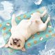 thumbnail image 2 of Tapete de hielo de PVC para animales plegable y reutilizable S, 2 of 4