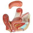 thumbnail image 6 of Axis Scientific Female Pelvis Reproductive Anatomy Model, Life-Size 3-Part Anatomical Pelvis with Muscular, Urinary, and Reproductive System, Includes Detailed Product Manual, 6 of 8