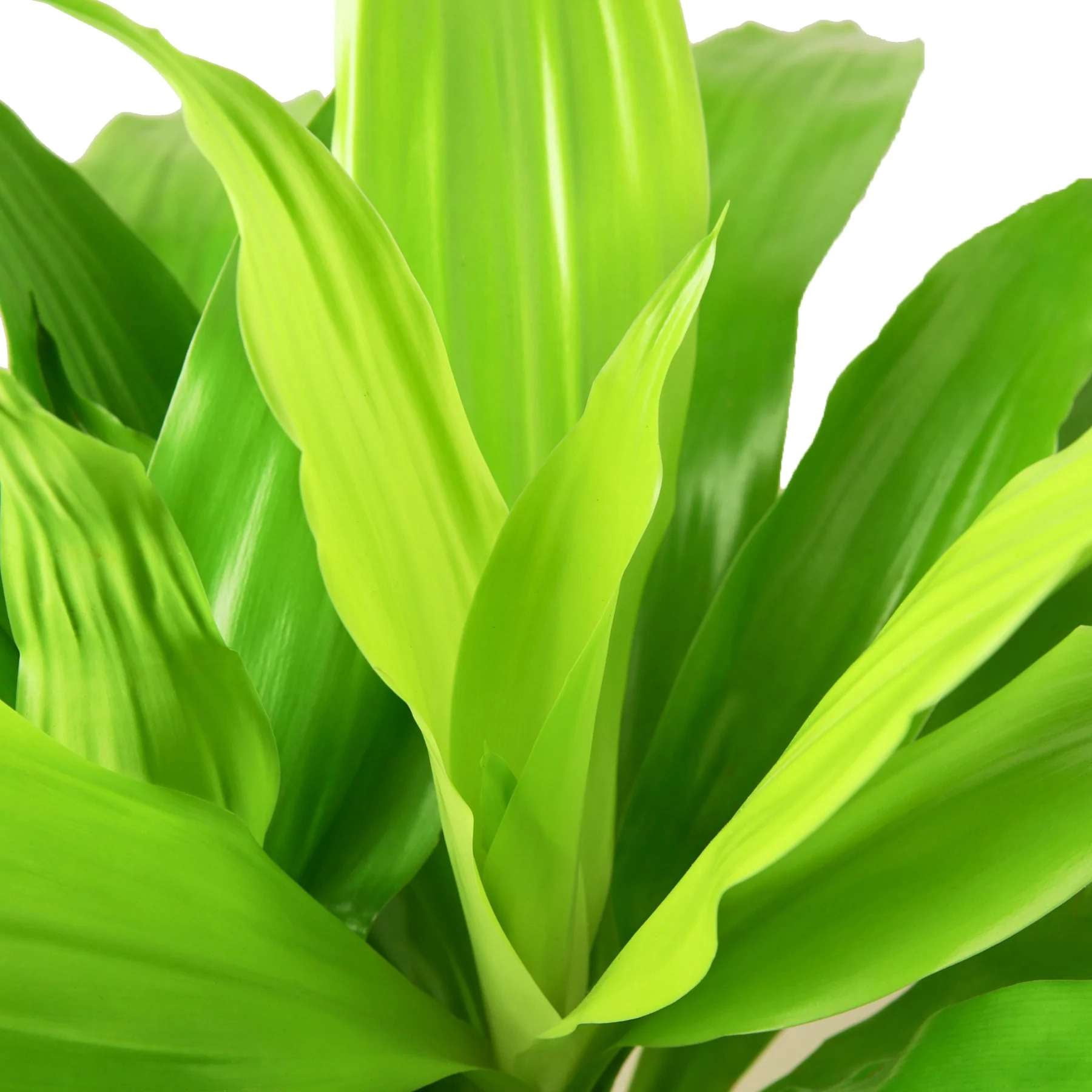 Dracaena Lime Light Live Plant for Indoor | Different Houseplants in 4'' & 6'' Pot | Real House Plant for Living Room, Office, Desk & Bathroom | Dragon Tree | Dracaena fragans