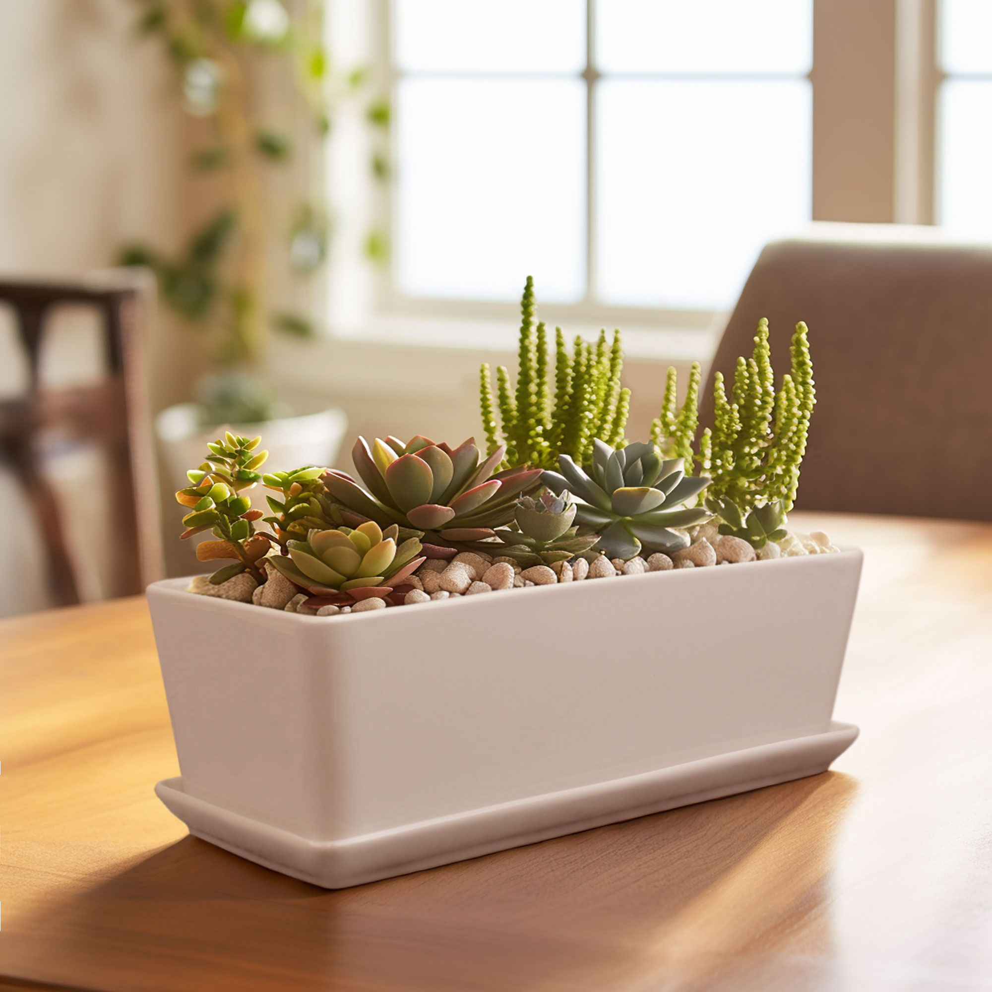 White Oval 6.8 Ceramic Succulent Planter Pot with Bamboo Saucer, Window  Plant Container Box