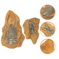 thumbnail image 4 of 2Pcs Snake Reptiles Box Ornaments Creative Reptile Box Decors Diy Terrarium Decors, 4 of 6