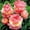 D, variant on Peony, Low Maintenance - Easy Grow - Ideal for Beds Borders, Plant Pots & Planters
