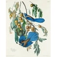thumbnail image 2 of Audubon, John James 12x14 White Modern Wood Framed Museum Art Print Titled - Florida Jay, 2 of 4