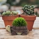 thumbnail image 5 of Maceta de flores suculentas de tortuga, maceta suculenta en forma de tortuga, macetas, decoración de jardín, 5 of 6