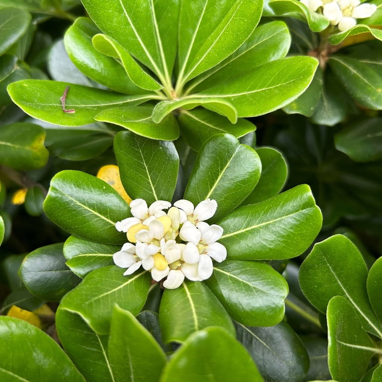 Expert Gardener Green Pittosporum 'Japanese Mock Orange' (2.5